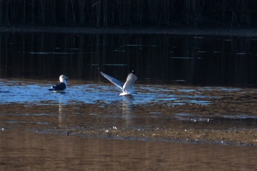 Ring-billed Gull - ML197198691