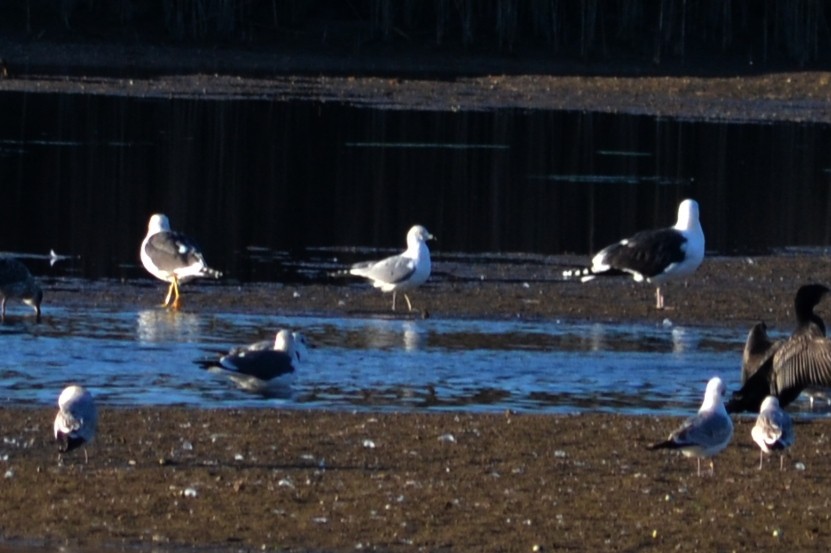 Ring-billed Gull - ML197198821