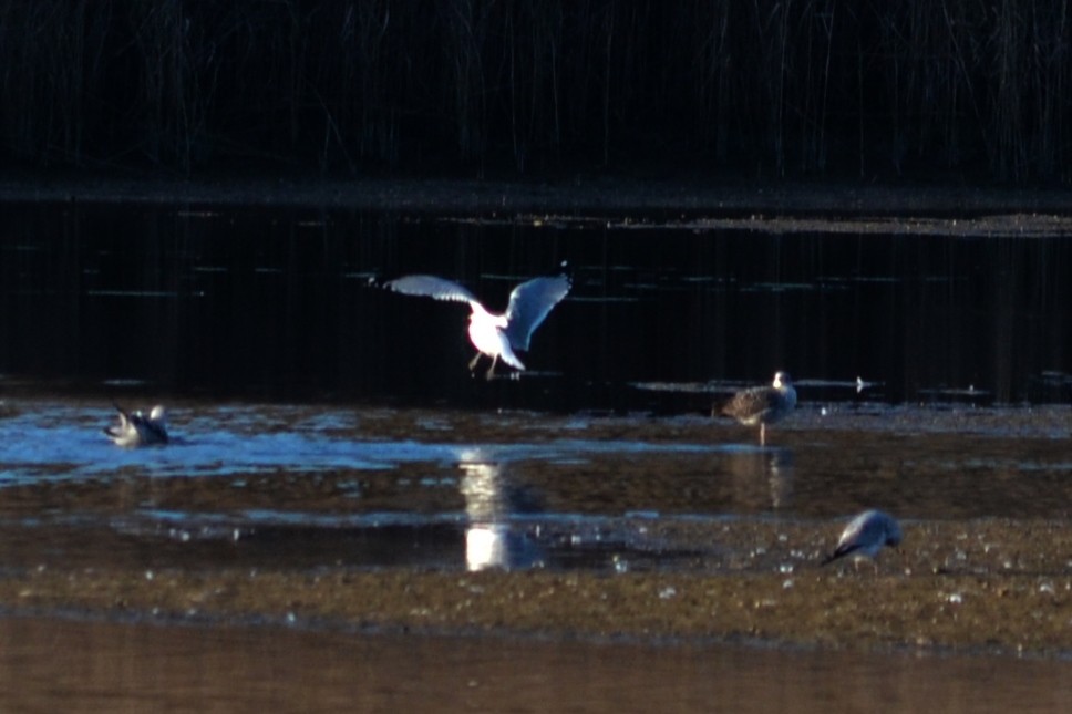 Ring-billed Gull - ML197198841