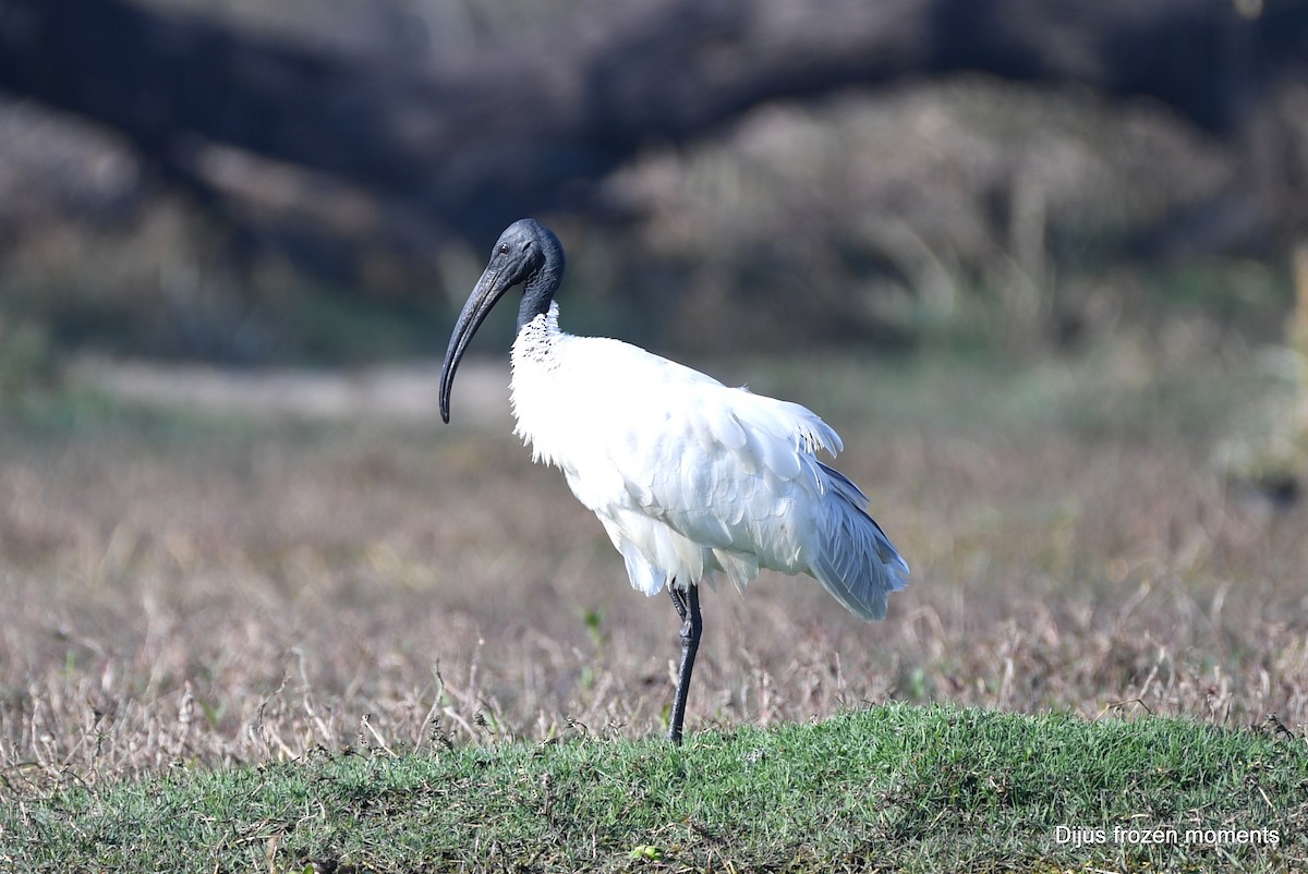 ibis černohlavý - ML197198851