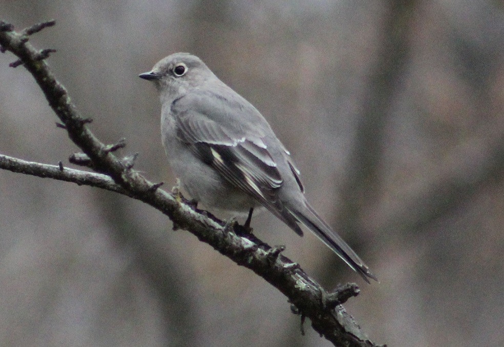 Townsend's Solitaire - ML197198971