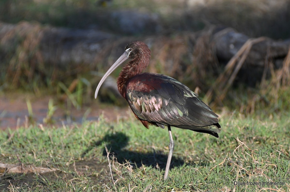 ibis hnědý - ML197199051