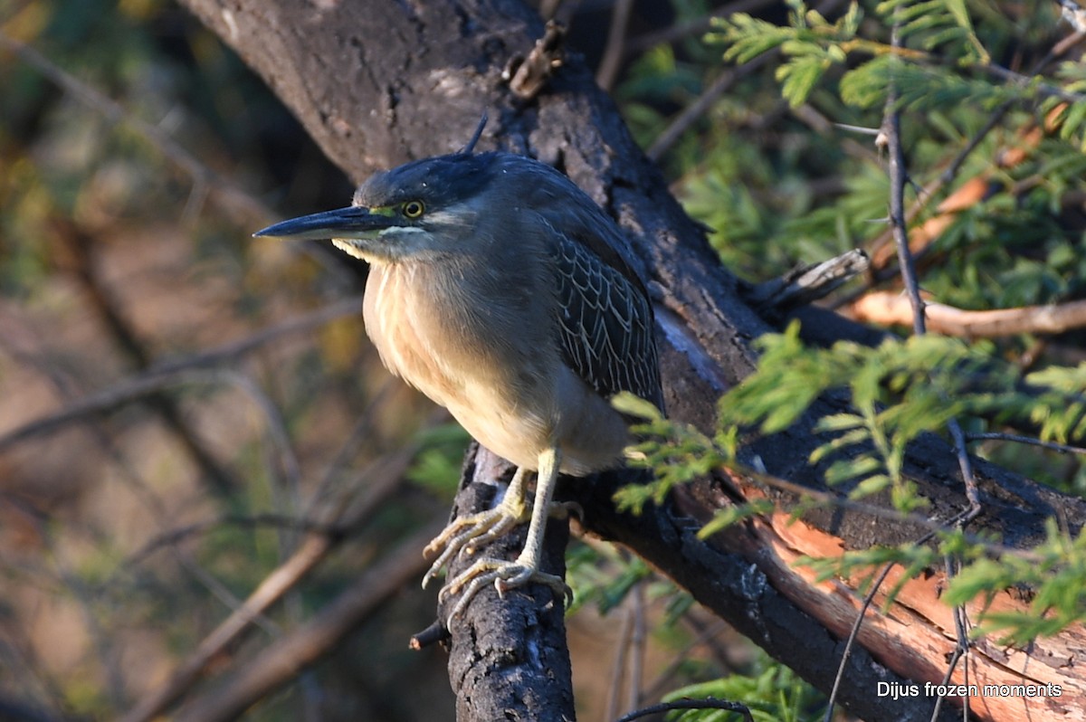 Striated Heron - ML197199581