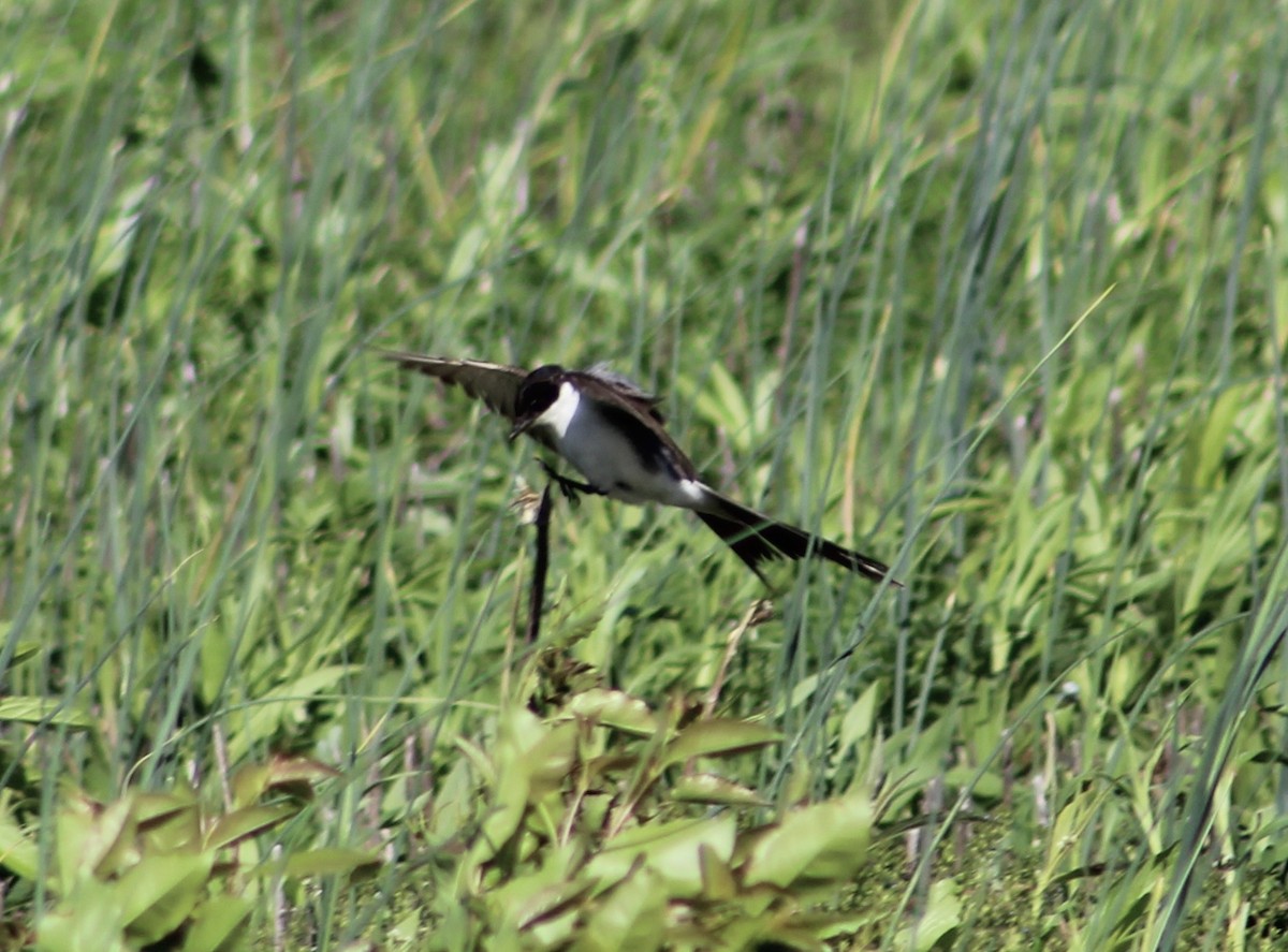 Fork-tailed Flycatcher - Johnny Votta