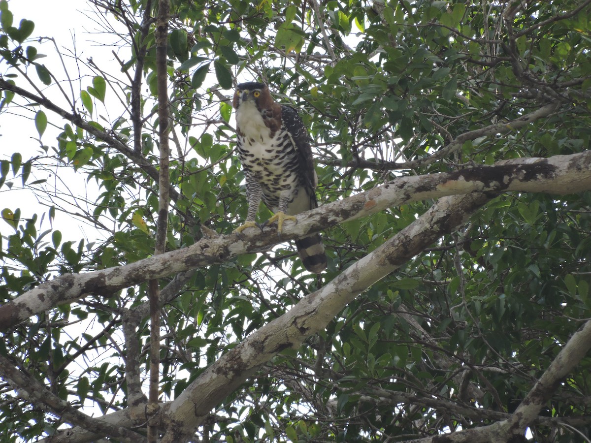 Ornate Hawk-Eagle - Rupununi Wildlife Research Unit