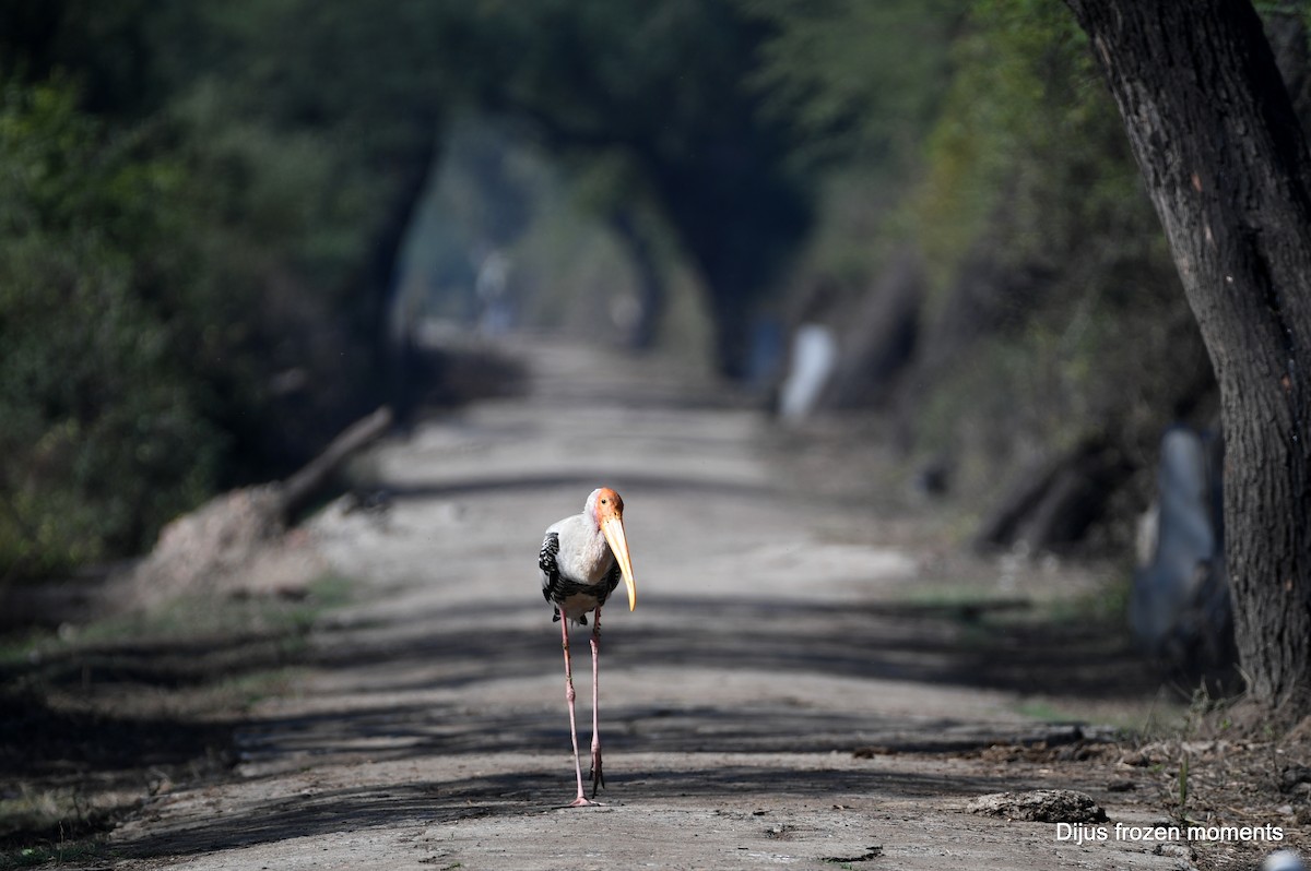 Painted Stork - ML197200401