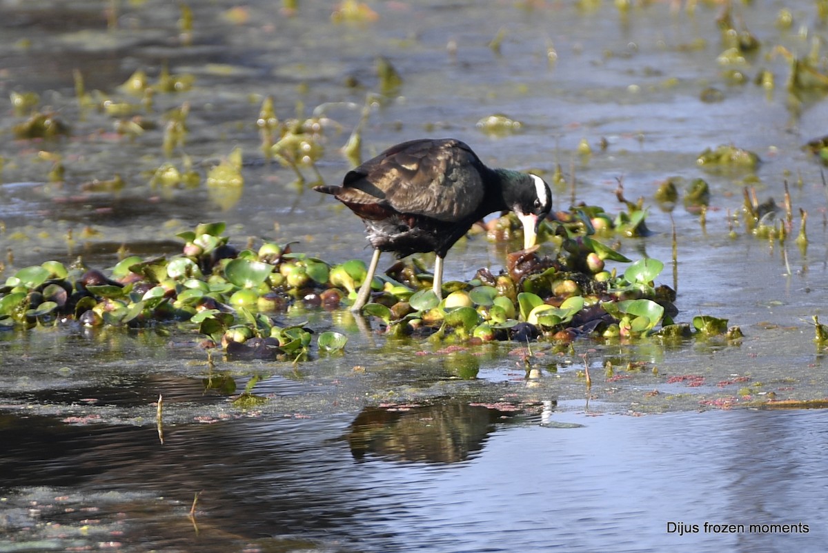 Bronze-winged Jacana - ML197200591