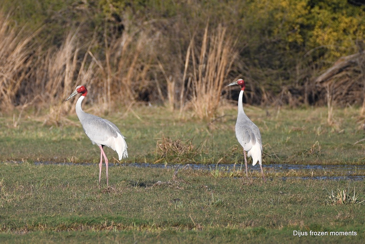 Sarus Crane - ML197201091