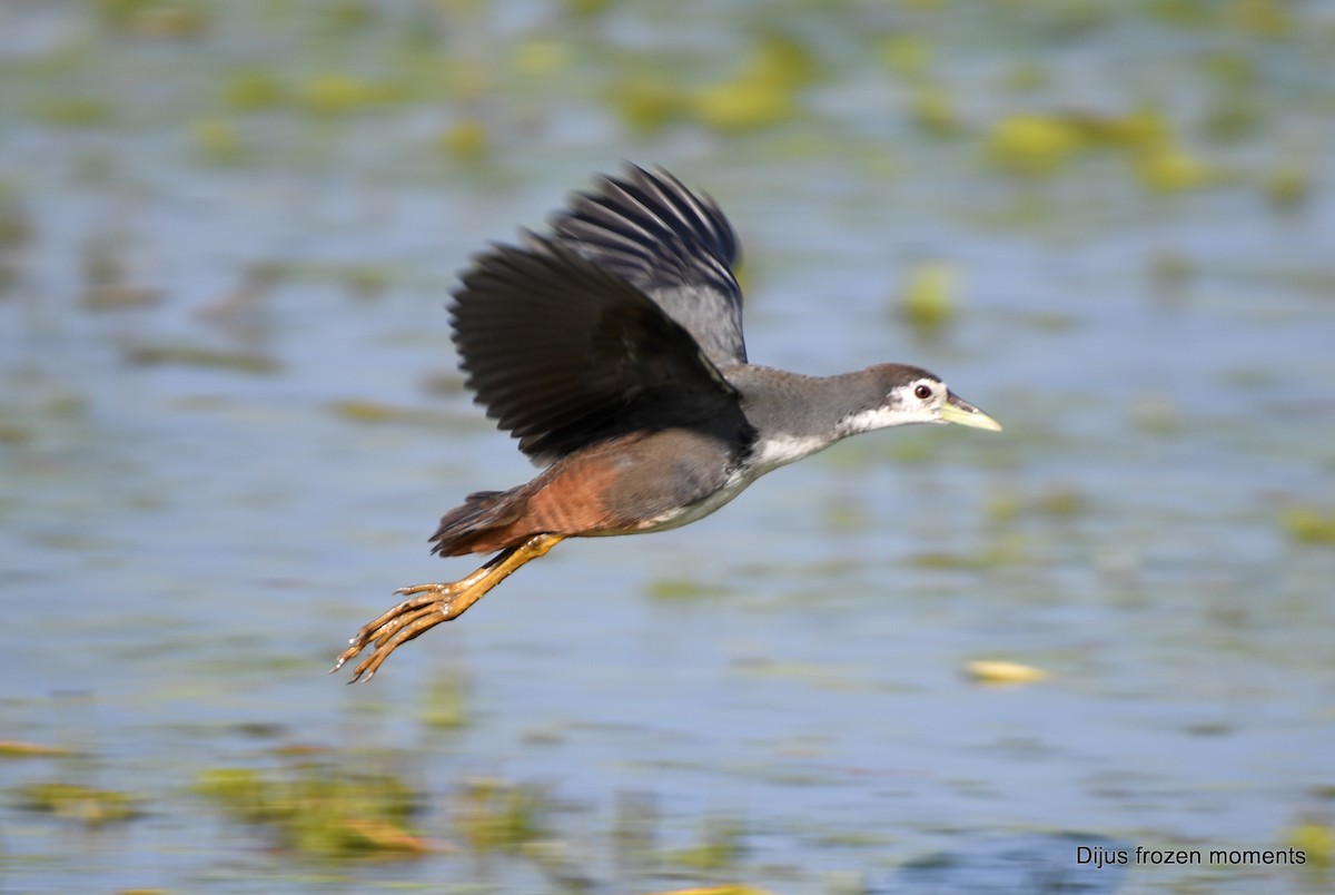 White-breasted Waterhen - ML197201251