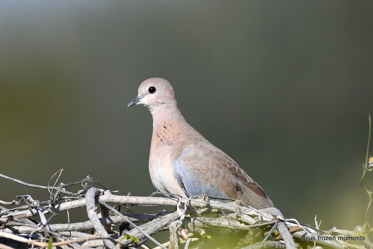 Laughing Dove - ML197201821