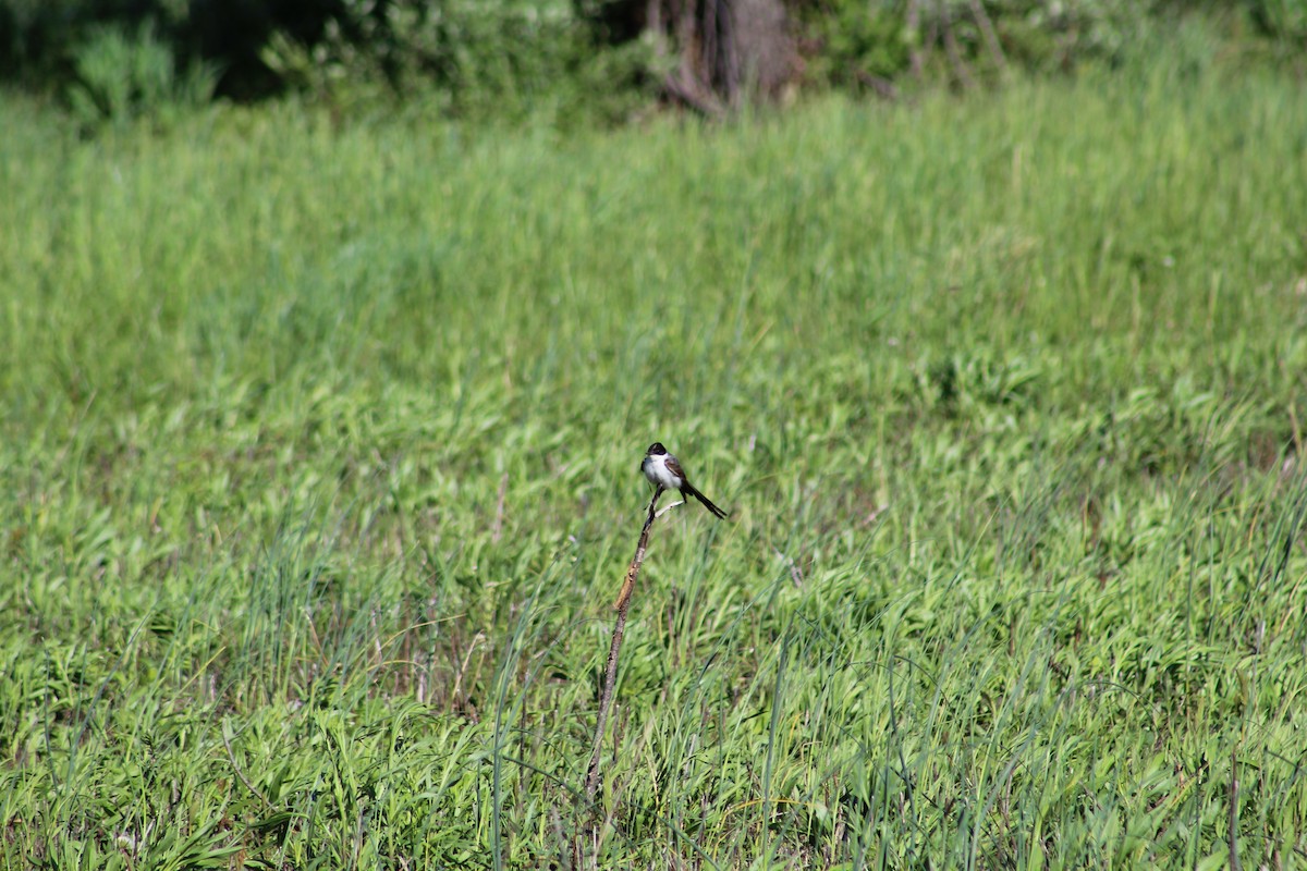 Fork-tailed Flycatcher - ML197202491