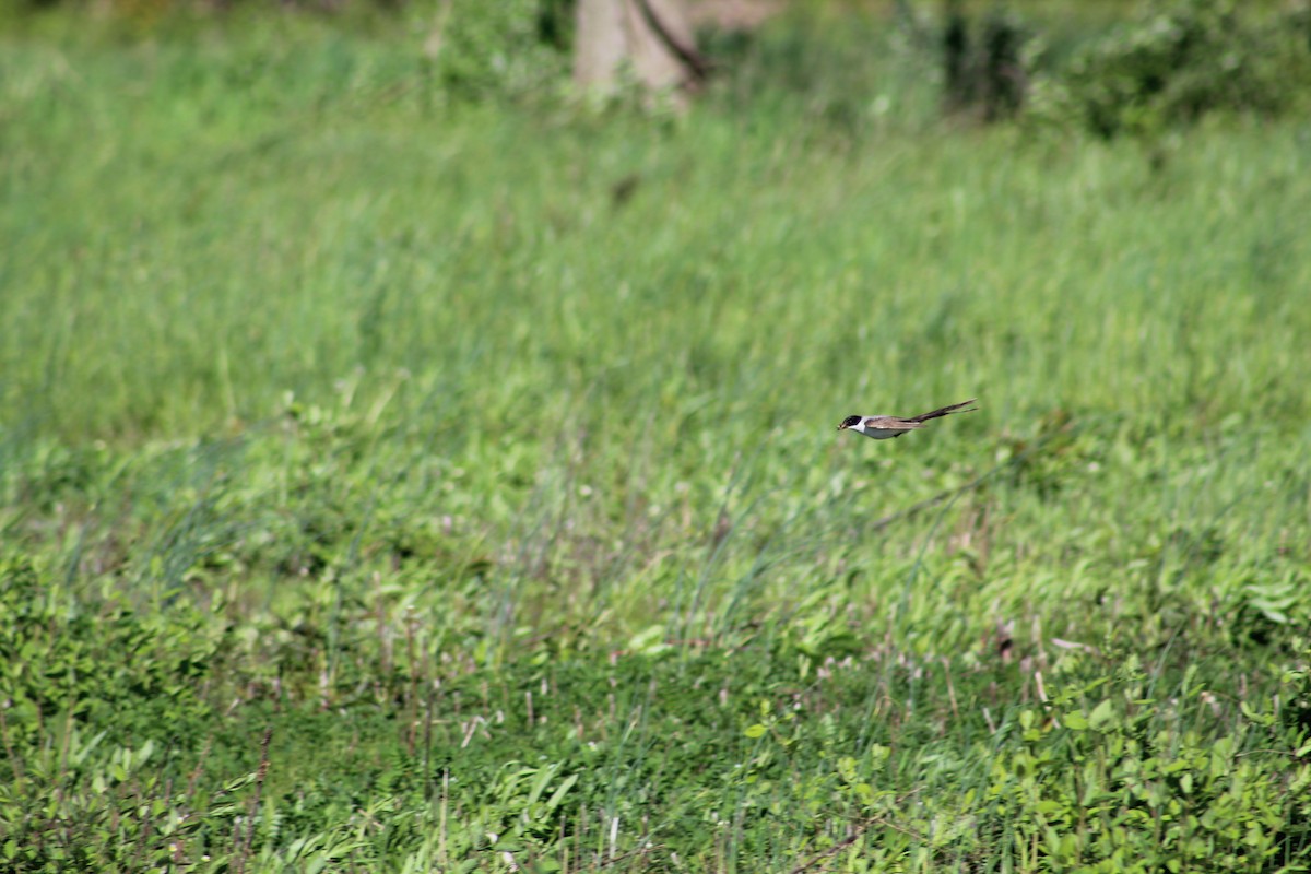 Fork-tailed Flycatcher - Johnny Votta