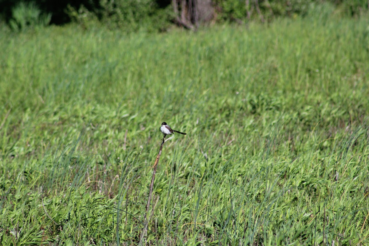 Fork-tailed Flycatcher - ML197202881