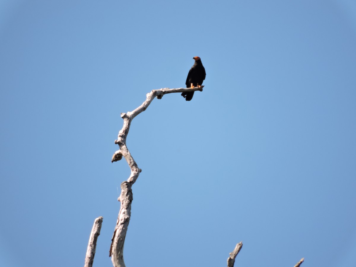 Black Caracara - Rupununi Wildlife Research Unit