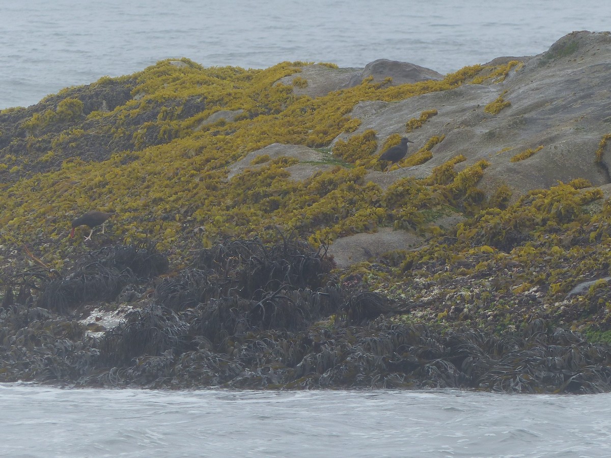 Blackish Oystercatcher - ML197203831