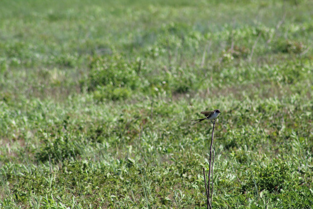 Fork-tailed Flycatcher - Johnny Votta