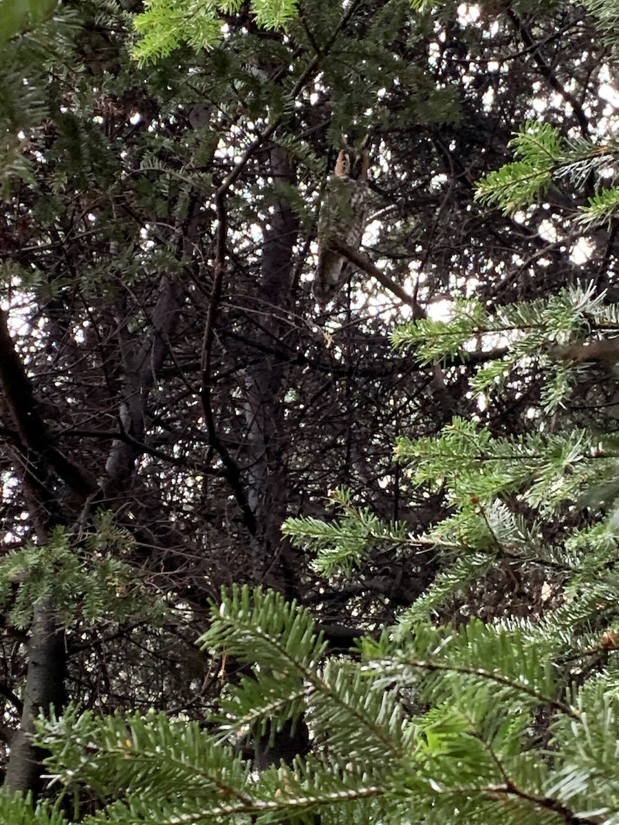 Long-eared Owl - ML197204431