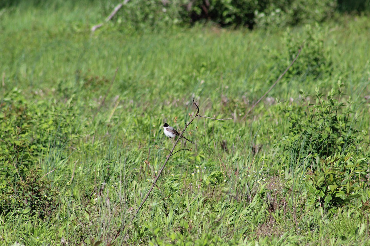 Fork-tailed Flycatcher - ML197204681