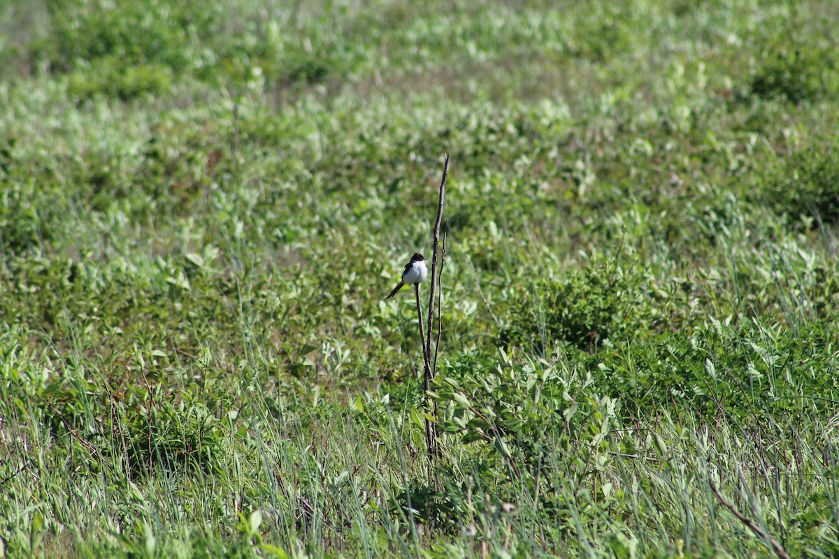 Fork-tailed Flycatcher - Johnny Votta