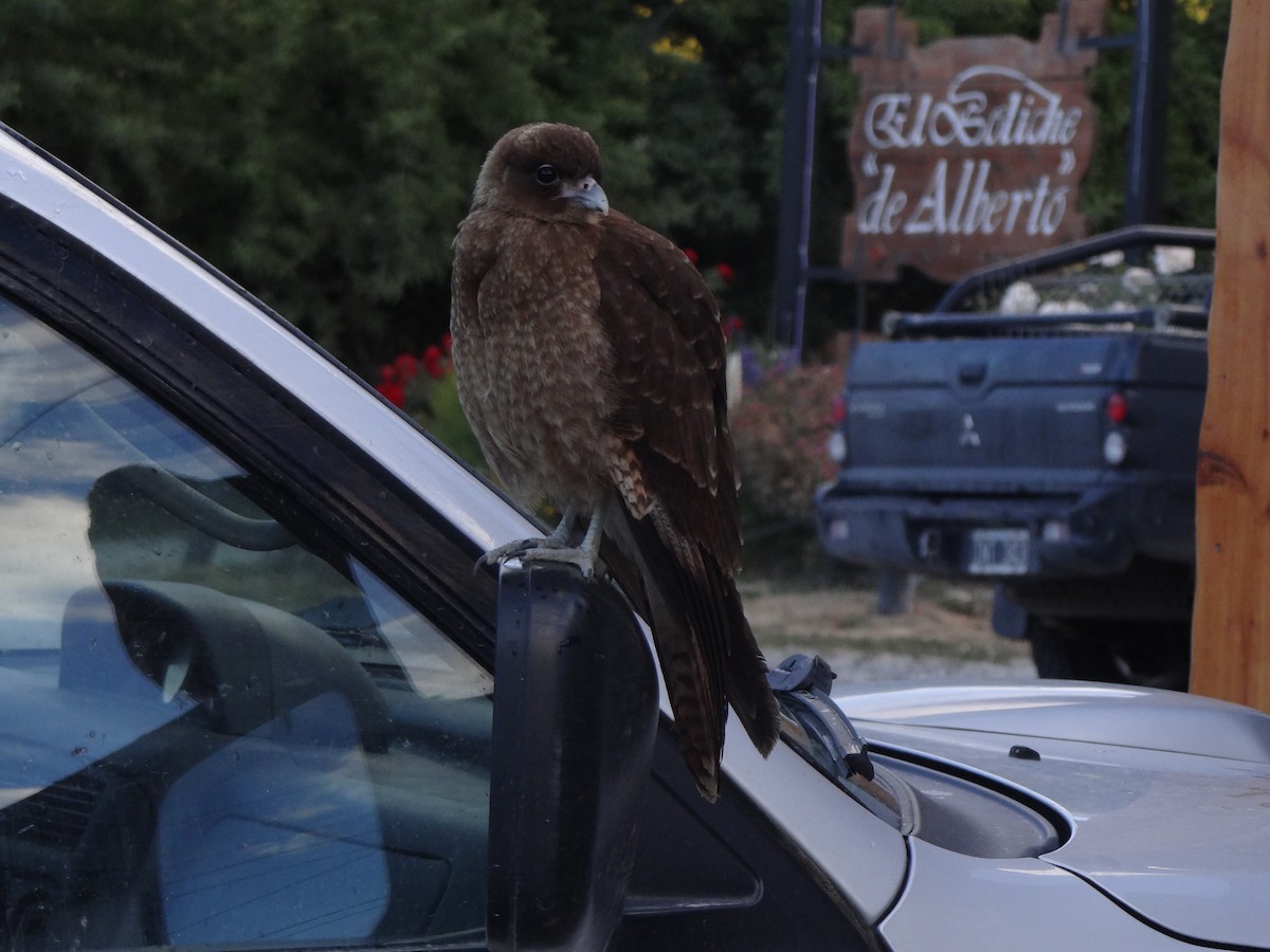 Chimango Caracara - ML197205101