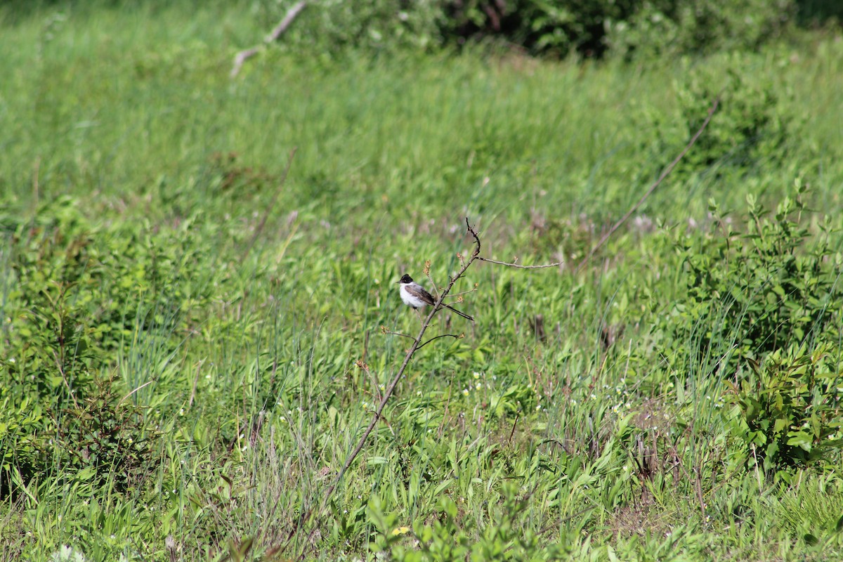 Fork-tailed Flycatcher - Johnny Votta