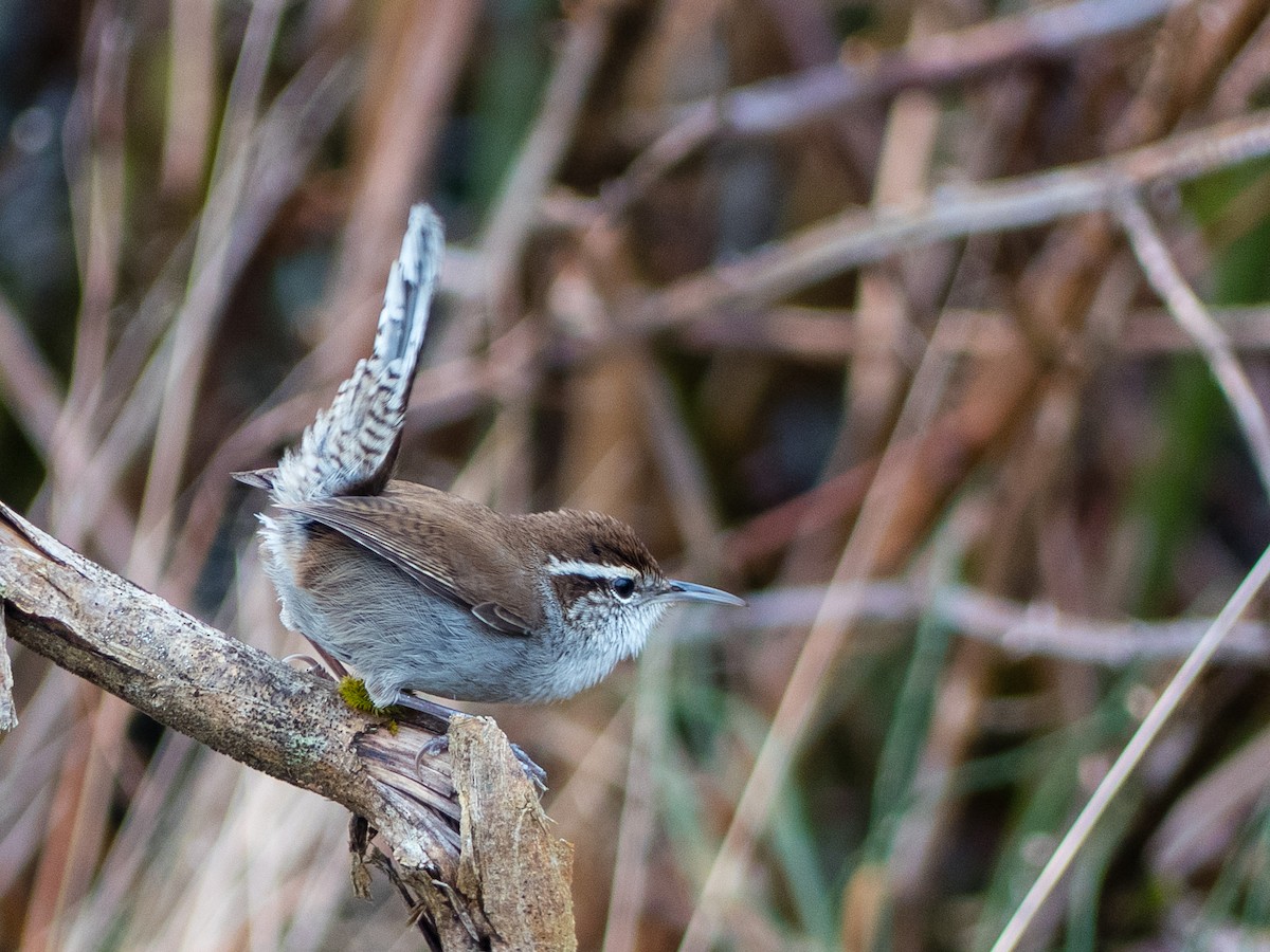 Bewick's Wren - ML197206091