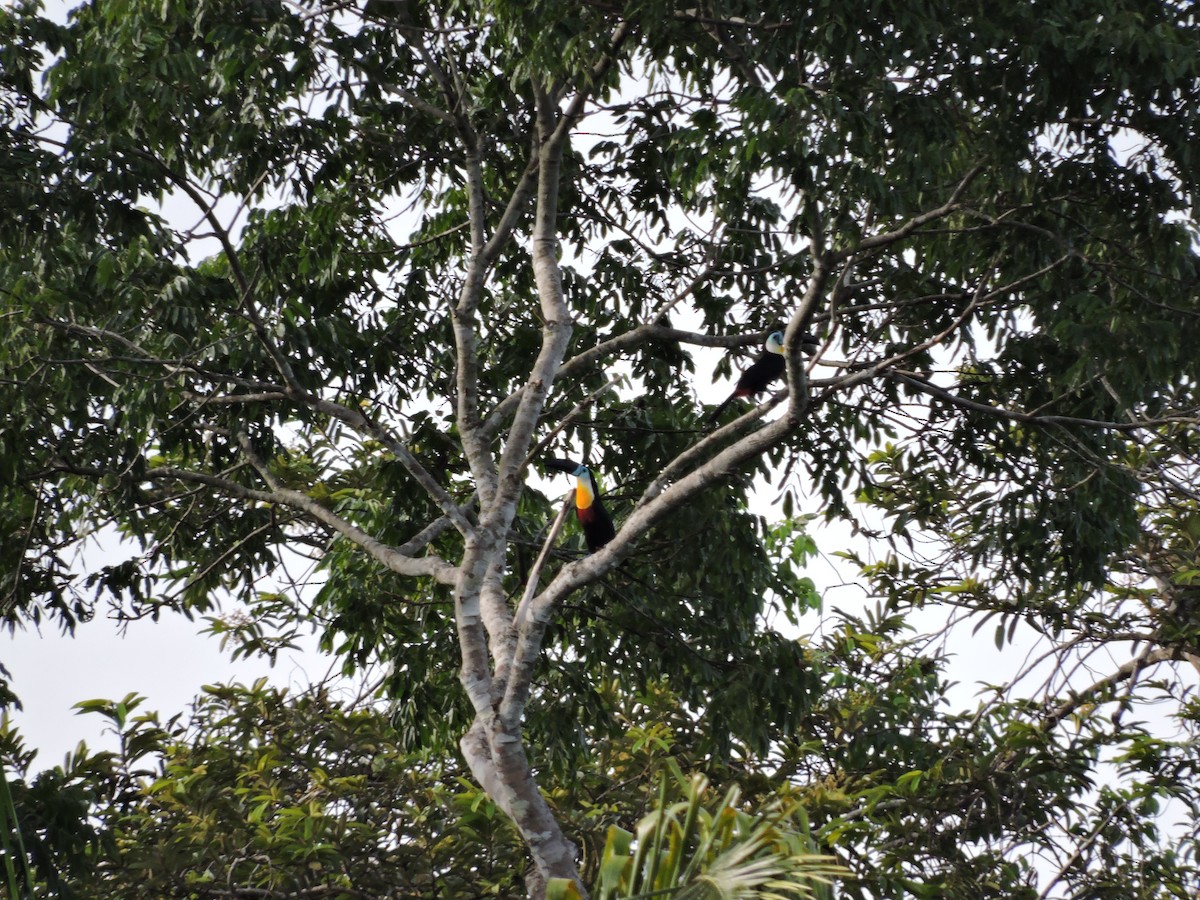 Channel-billed Toucan - Rupununi Wildlife Research Unit