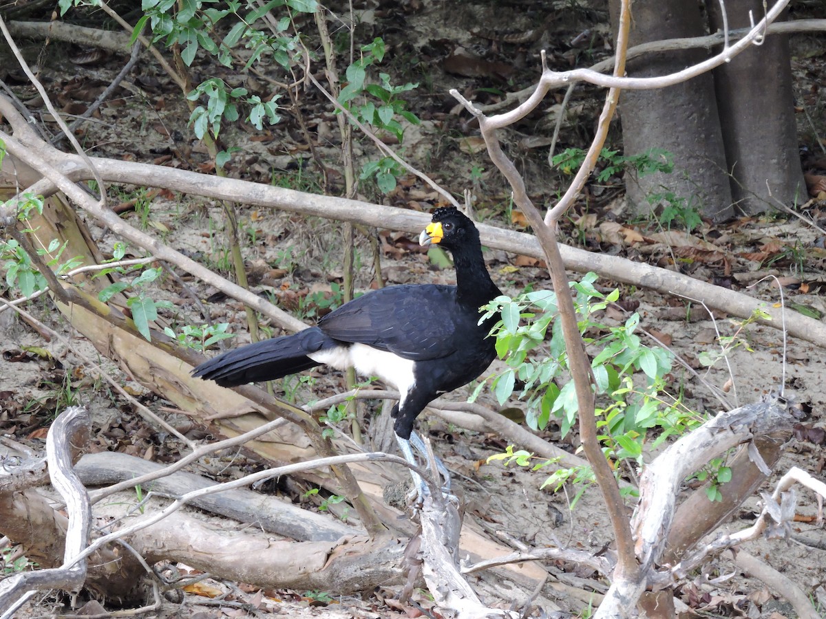 Black Curassow - ML197206331