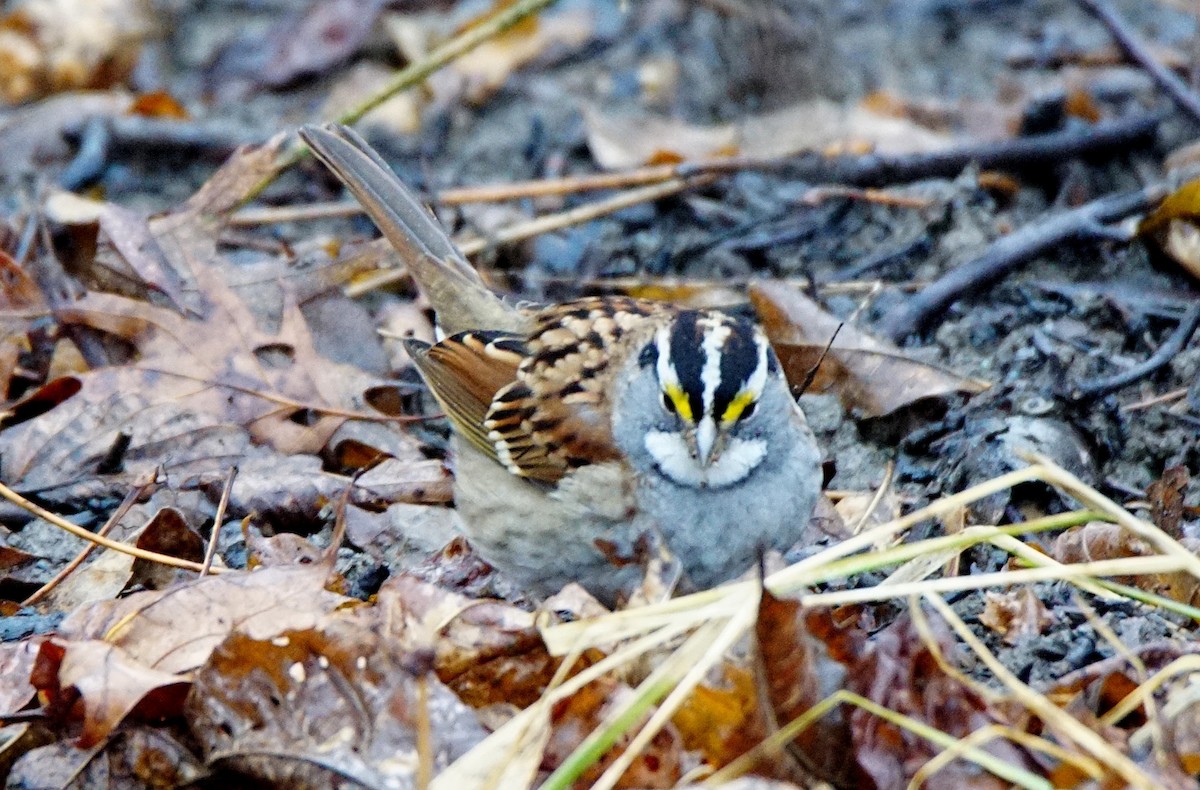 White-throated Sparrow - ML197206981