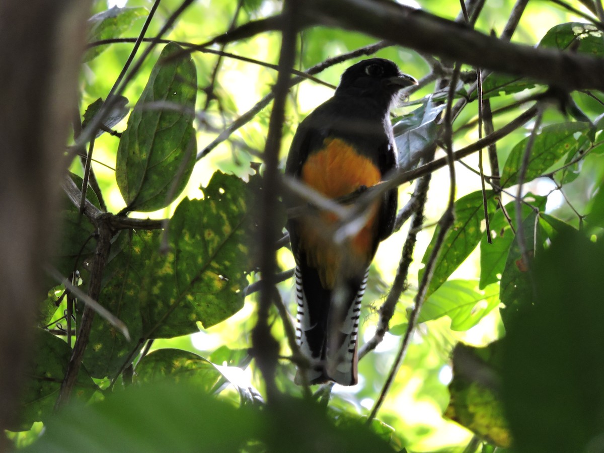 Trogon violacé - ML197207031