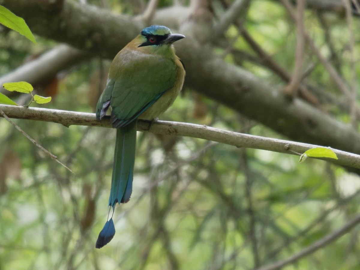 Blue-capped Motmot - ML197211521