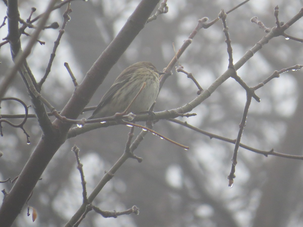 Yellow-rumped Warbler - ML197211781