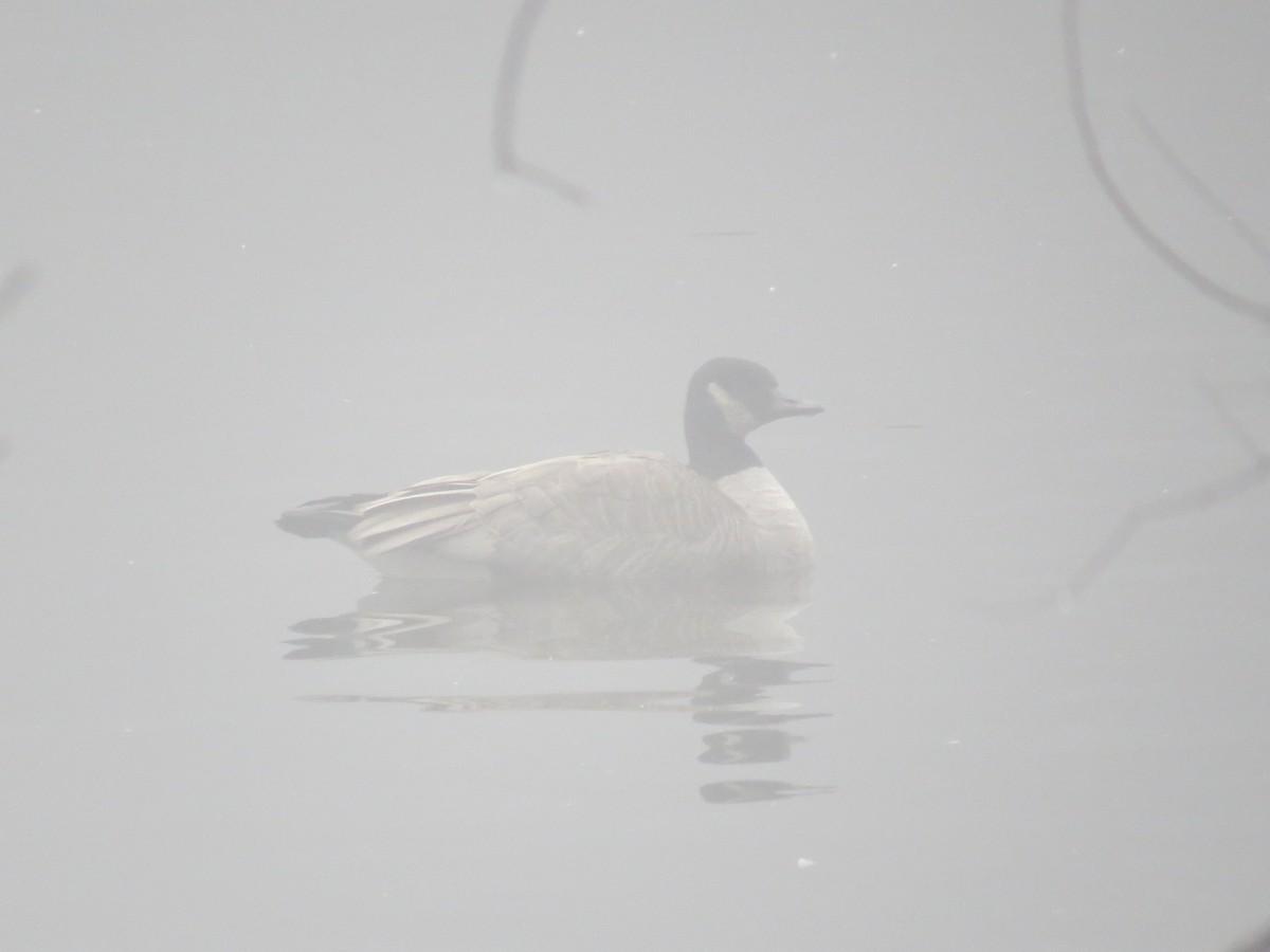 Cackling/Canada Goose - ML197212531