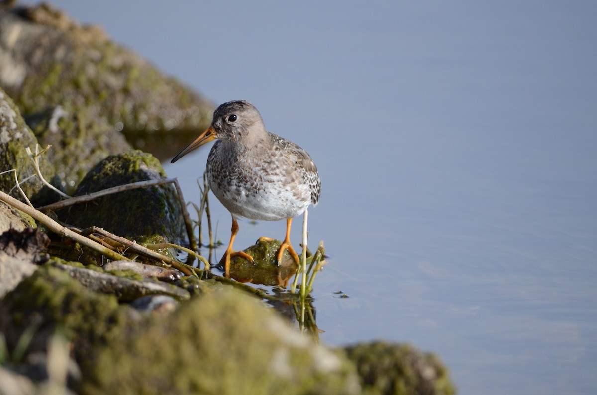 Purple Sandpiper - ML197212551