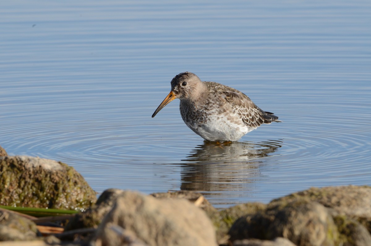 Purple Sandpiper - ML197212561