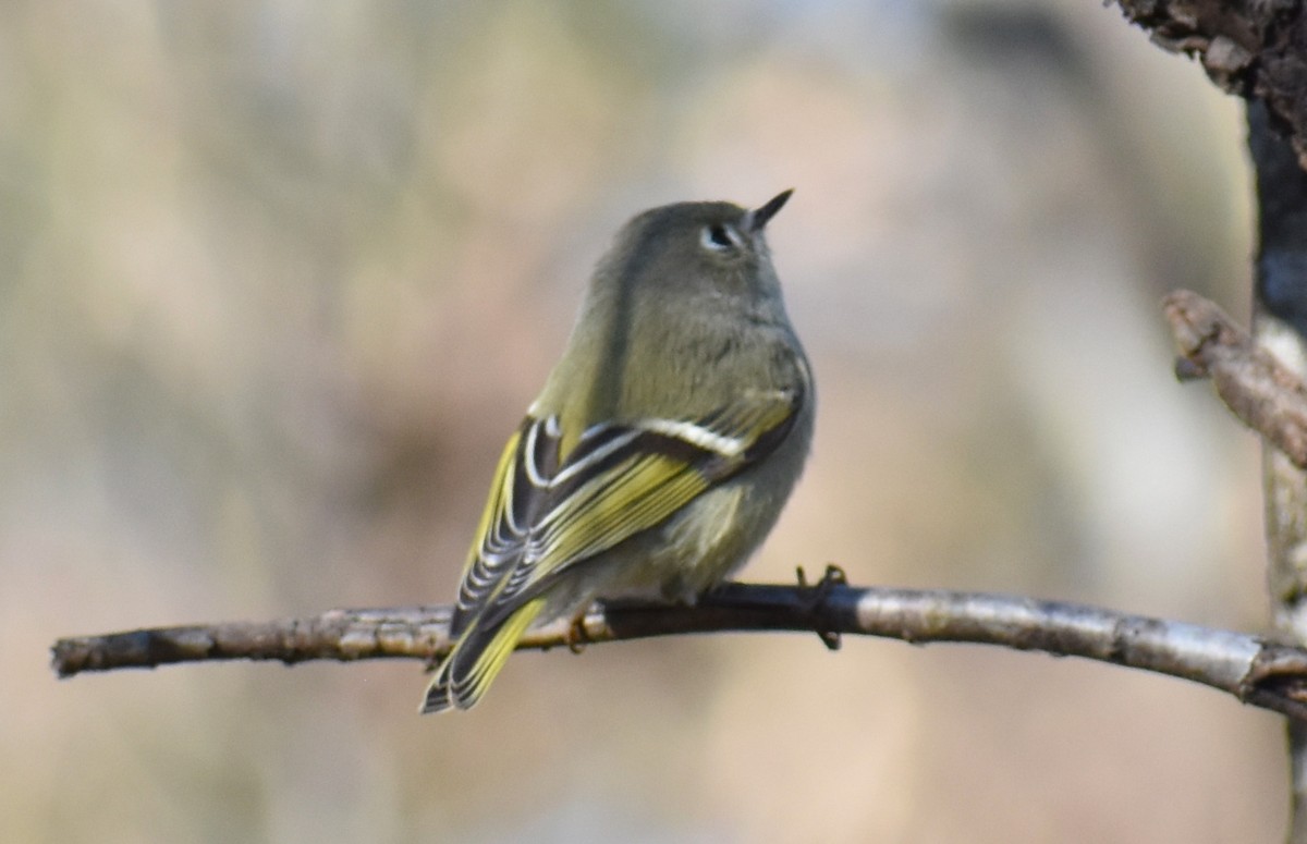 Ruby-crowned Kinglet - ML197213041