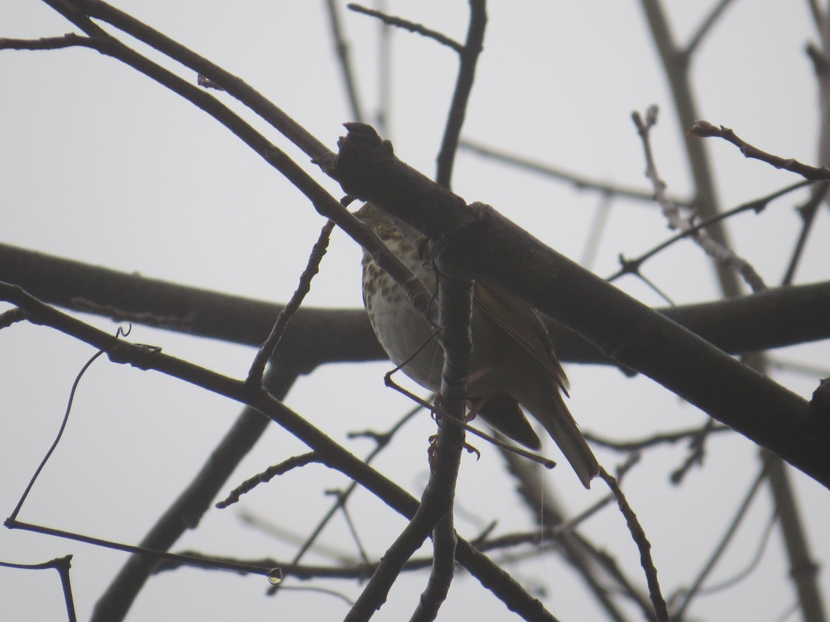 Hermit Thrush - ML197213201