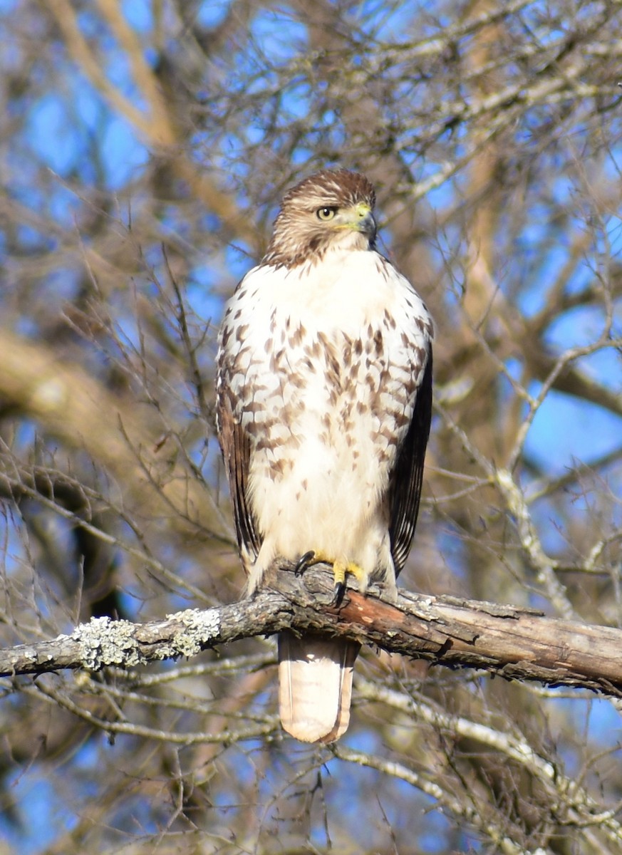 Red-tailed Hawk - ML197213211