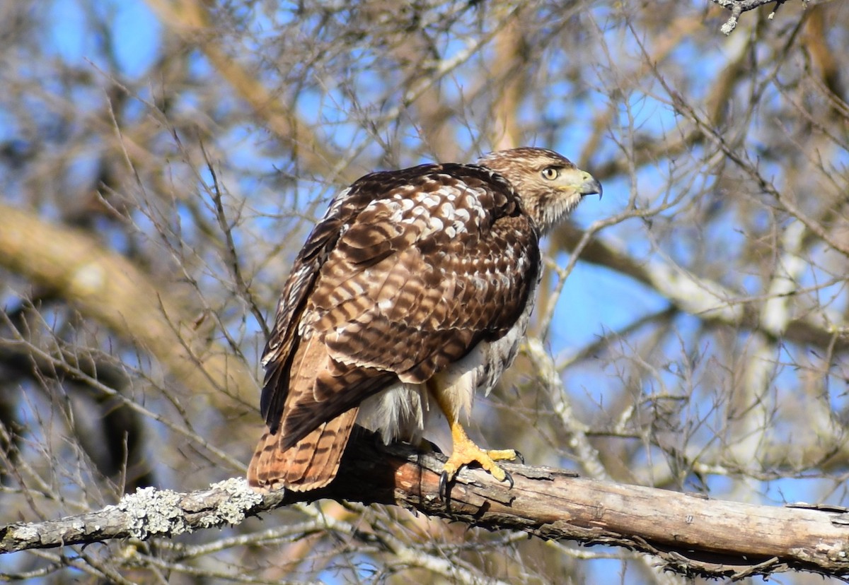 Red-tailed Hawk - ML197213221