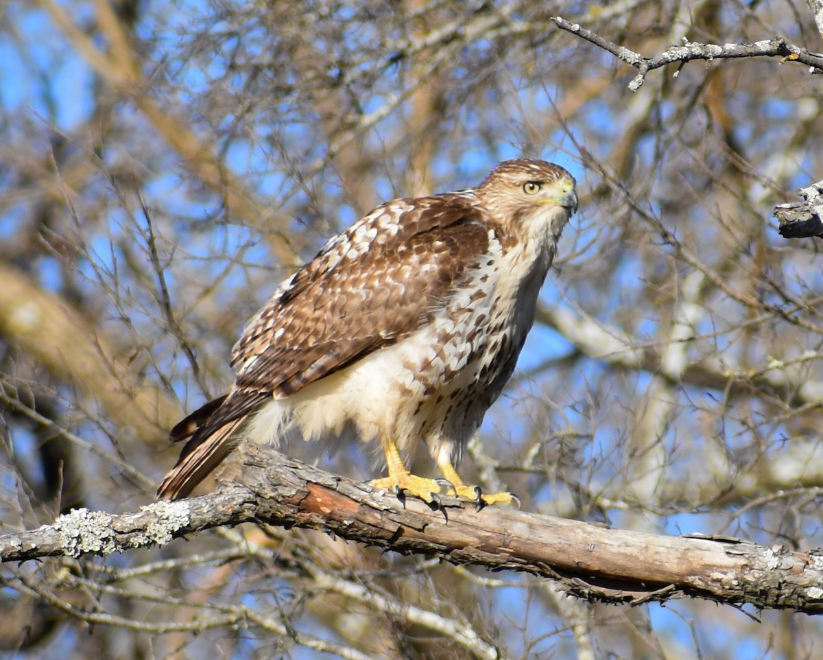 Red-tailed Hawk - ML197213231