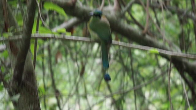 Blue-capped Motmot - ML197213391