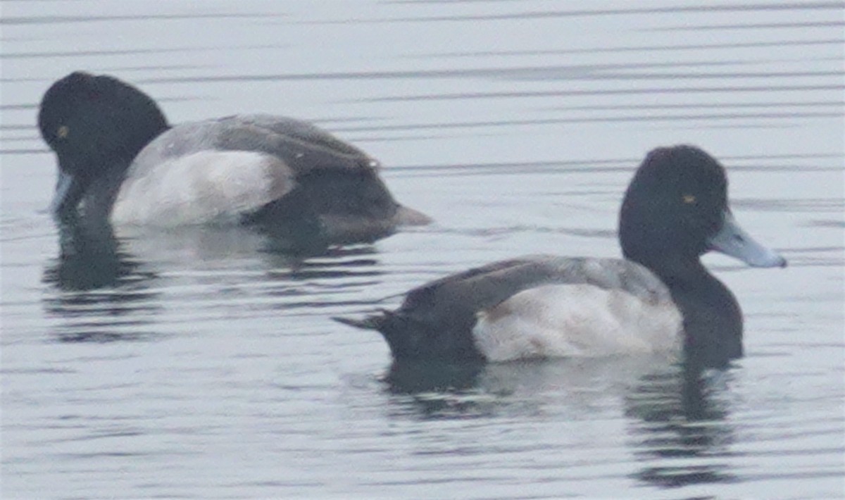 Lesser Scaup - ML197215781