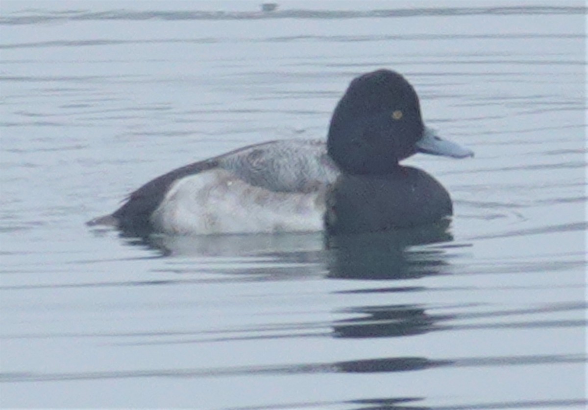 Lesser Scaup - ML197215791