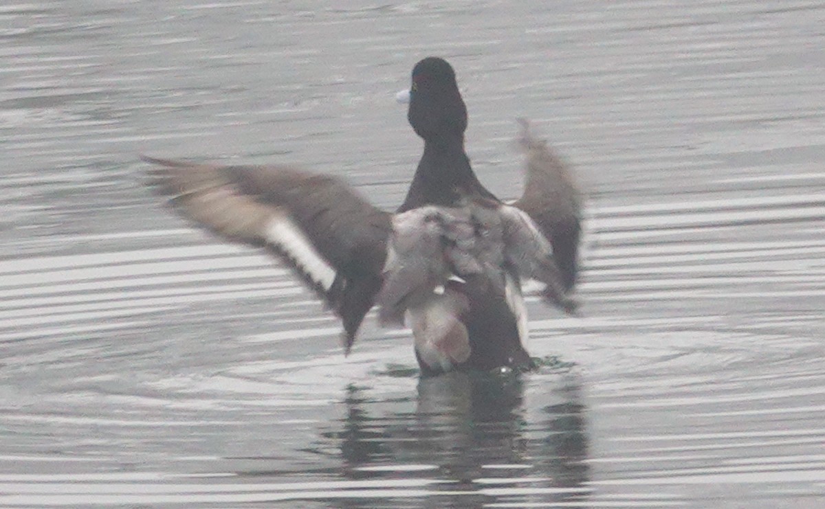 Lesser Scaup - ML197215801