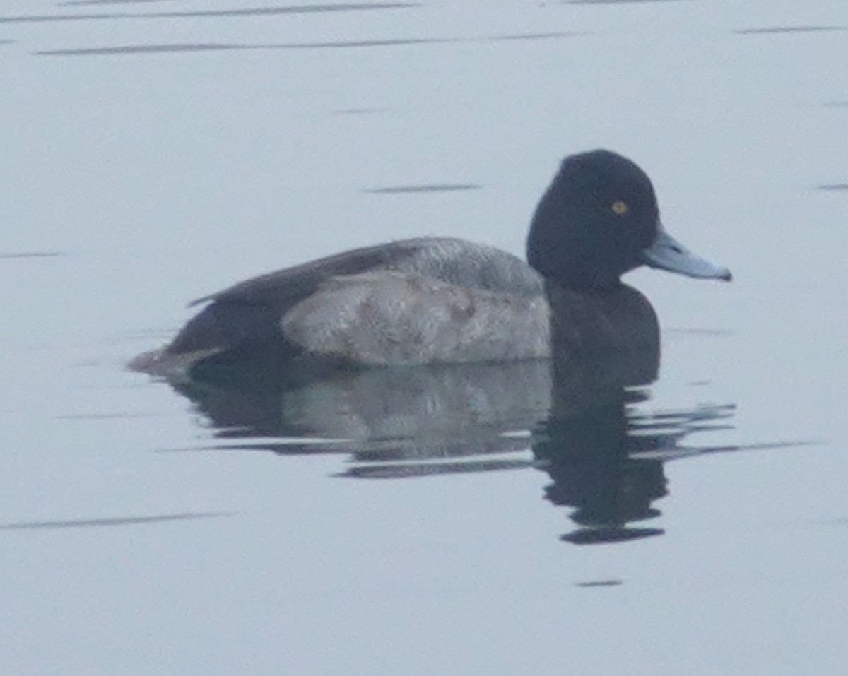 Lesser Scaup - ML197215991