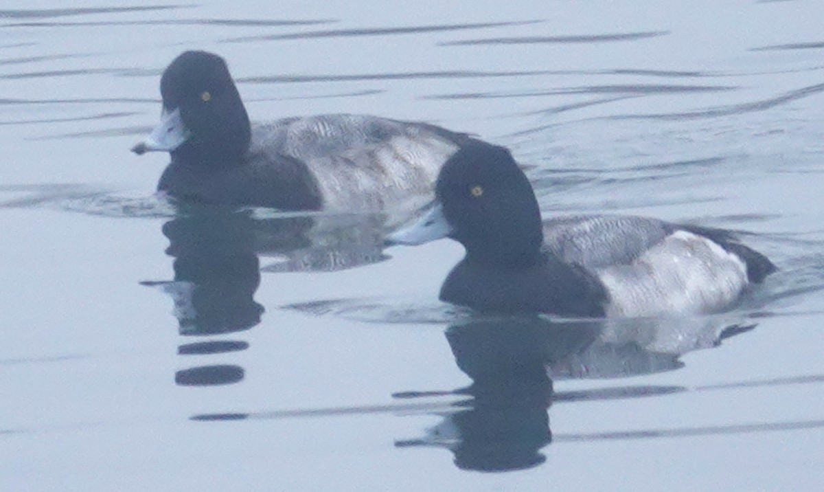 Lesser Scaup - ML197216001