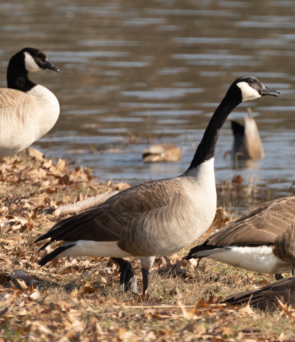 Canada Goose - ML197217441