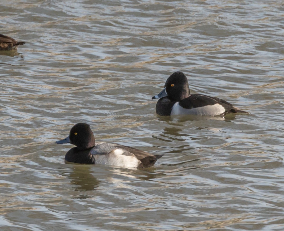 Lesser Scaup - ML197217701