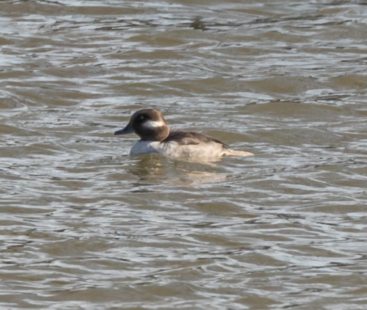 Bufflehead - ML197217921