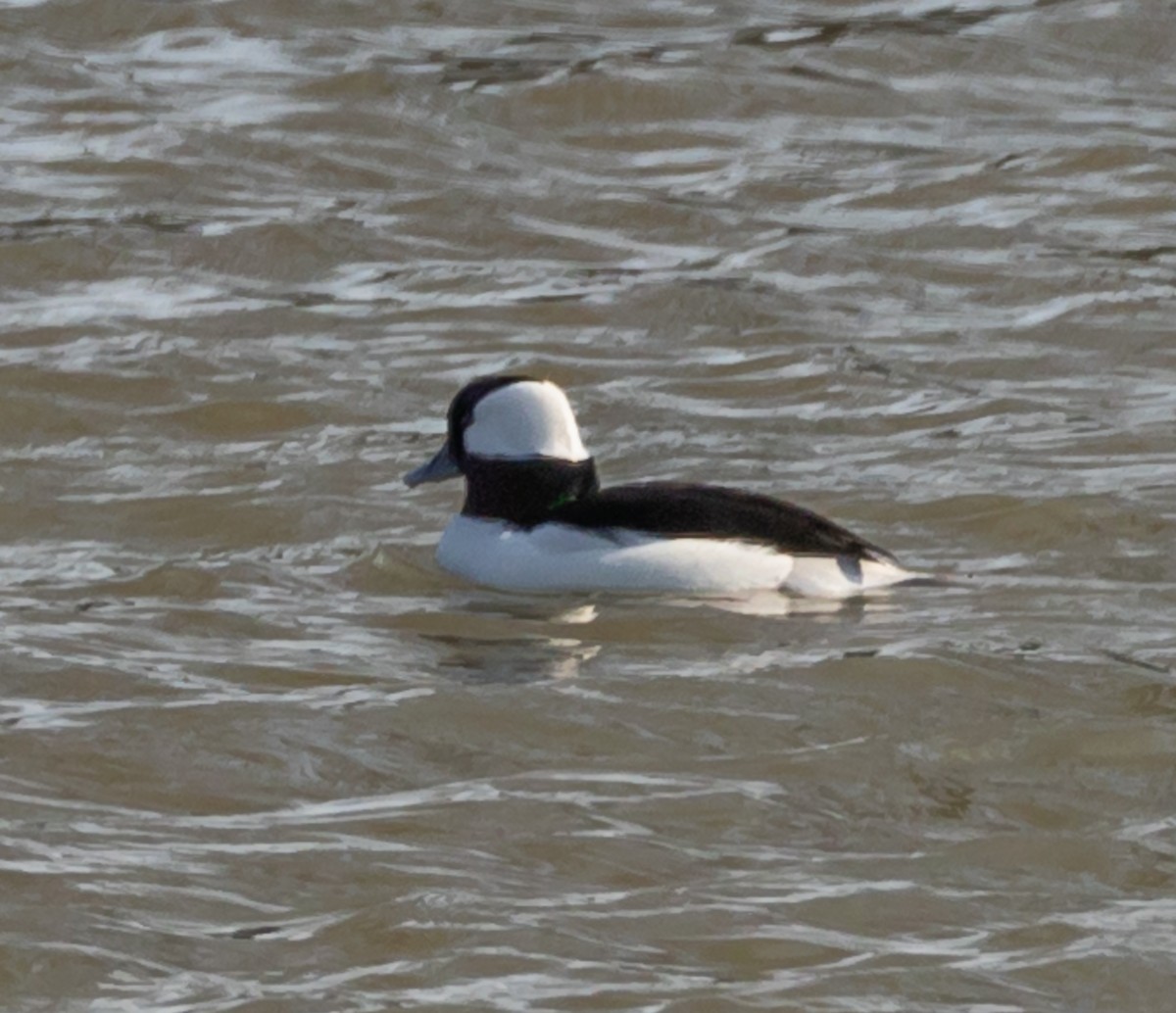 Bufflehead - ML197217941